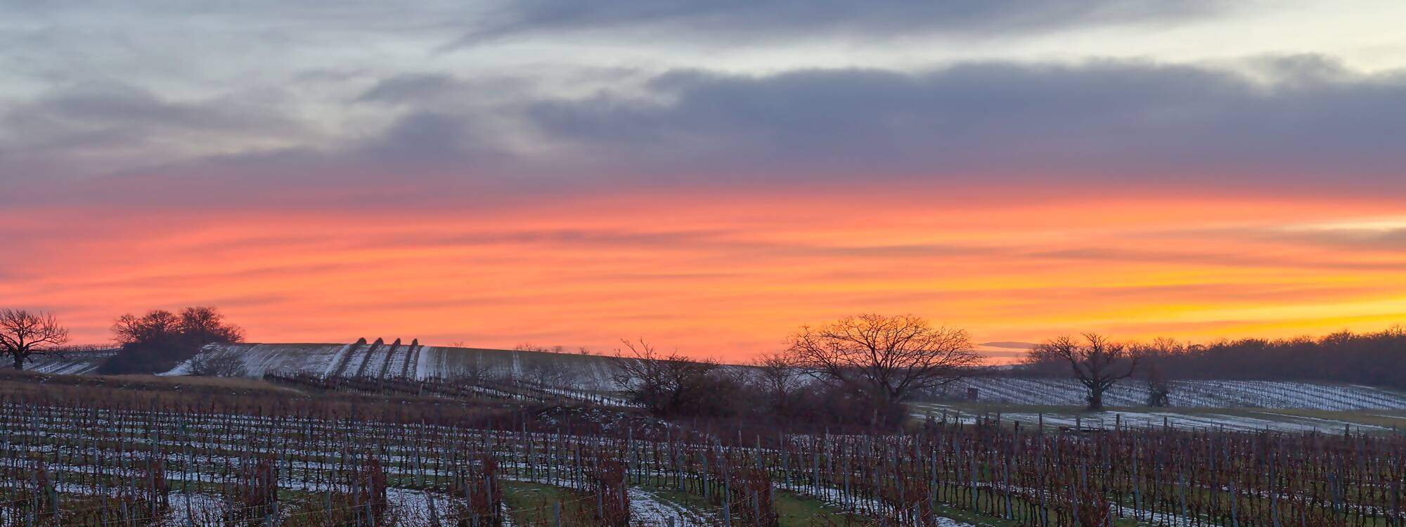 Sonnenuntergang am Weinberg bei Neusiedler See im Burgenland